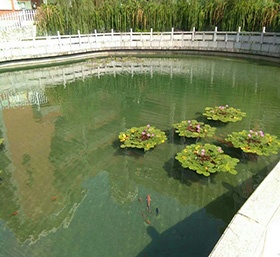 景觀湖(hú)水(shuǐ)淨化(huà)