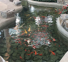 “全自(zì)動”景觀魚池生(shēng)物(wù)淨化(huà)器(qì)