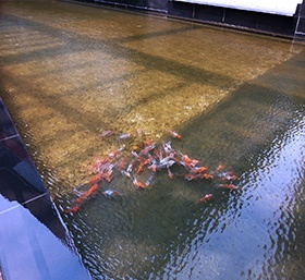 “手動型”景觀魚池生(shēng)物(wù)淨化(huà)器(qì)