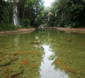 1000噸景觀水(shuǐ)池水(shuǐ)處理(lǐ)藥劑套裝